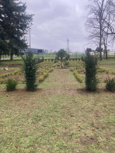 Roseraie Renaissance Loches