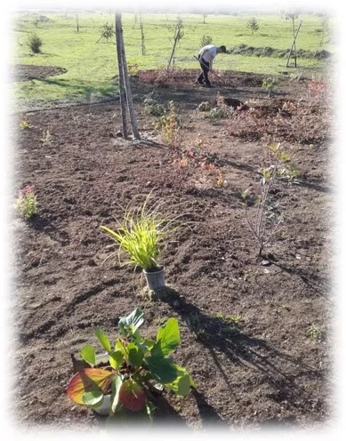 Réalisation des massifs arbustifs