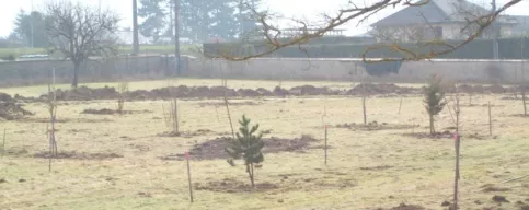 plantation des arbres